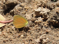 Pyrisitia dina