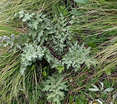 Dolomiaea macrocephala