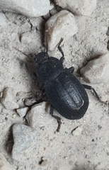 Tenebrionidae