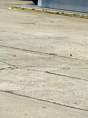 Passer domesticus domesticus