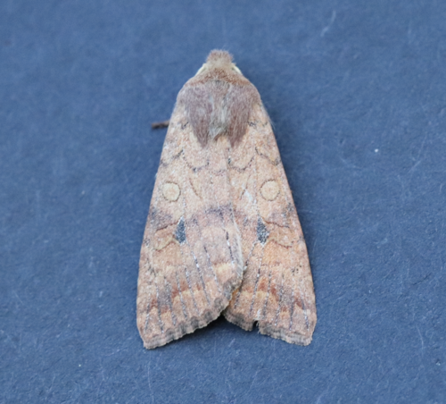 Battered Sallow photo 4