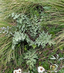 Dolomiaea macrocephala