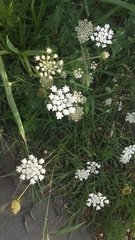 Daucus carota
