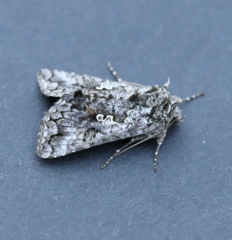 Syngrapha octoscripta