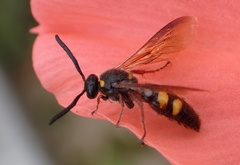 Scolia nobilitata