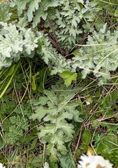 Dolomiaea macrocephala