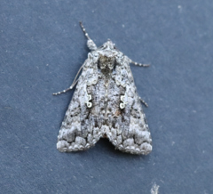 Syngrapha octoscripta