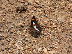 Adelpha iphicleola