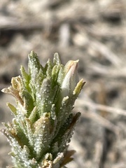 Chloropyron palmatum