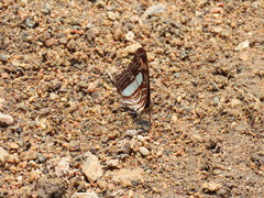 Adelpha iphicleola