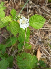 Rubus caesius
