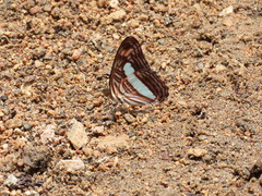Adelpha iphicleola