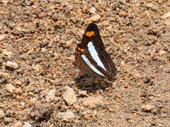 Adelpha iphicleola