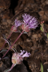 Monardella odoratissima glauca