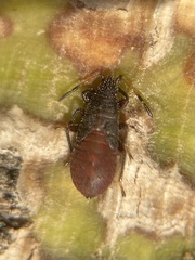 Oxycarenus