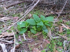 Calceolaria petioalaris