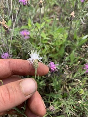 Centaurea ×psammogena