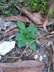 Calceolaria petioalaris