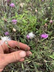 Centaurea ×psammogena