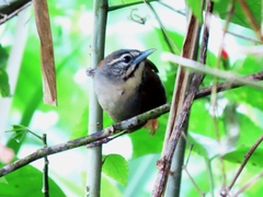 Pheugopedius mystacalis
