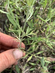 Centaurea ×psammogena
