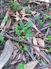 Calceolaria petioalaris