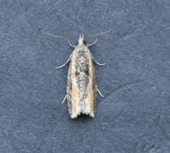 Acleris gloveranus