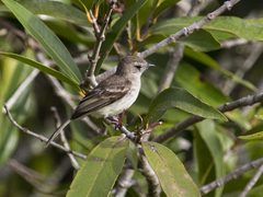 Nesotriccus incomtus