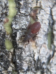 Oxycarenus
