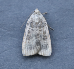 Abagrotis placida