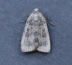 Abagrotis placida