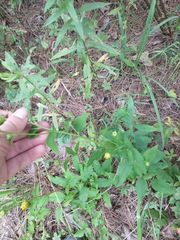 Rudbeckia heliopsidis