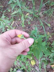 Rudbeckia heliopsidis