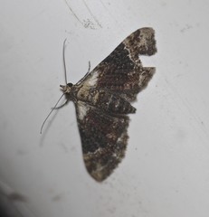 Mnesiloba eupitheciata