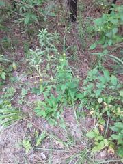 Rudbeckia heliopsidis