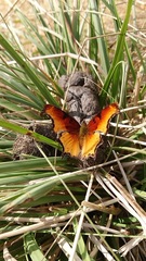 Polygonia haroldii