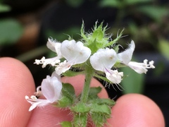 Ocimum × africanum