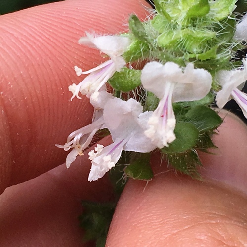 Ocimum × africanum, photograph 2