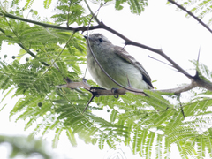 Nesotriccus incomtus