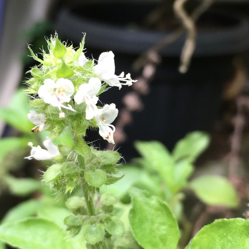 Lemon Basil (Ocimum ×)