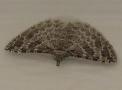 Alucita montana