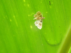 Sufetula diminutalis