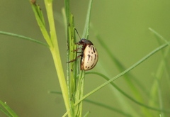 Leptinotarsa lineolata