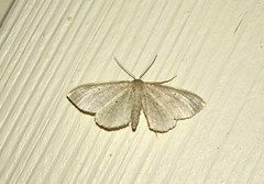 Idaea sylvestraria