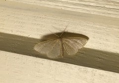 Idaea sylvestraria