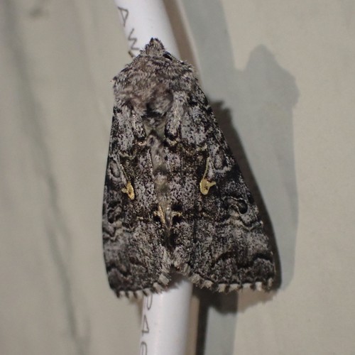 Syngrapha celsa photo 5