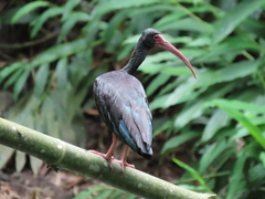 Phimosus infuscatus berlepschi