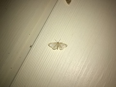 Idaea sylvestraria