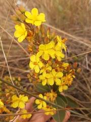 Ochnaceae