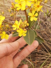 Ochnaceae
